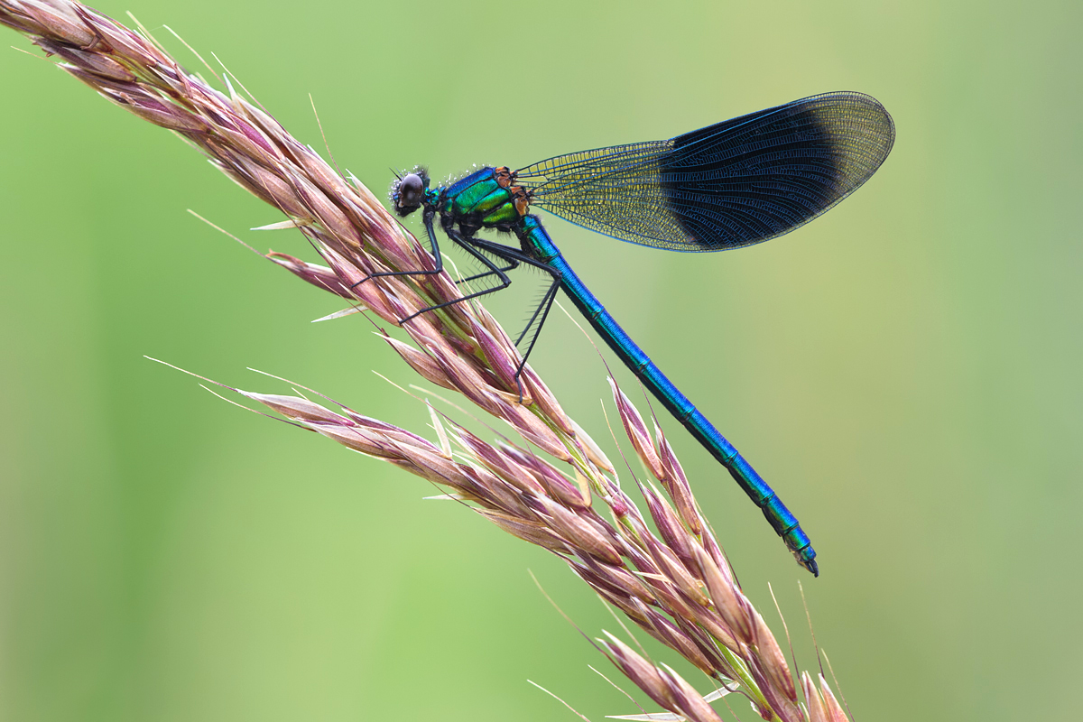 Banded Demoiselle male 6